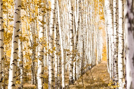 fall aspen leaves - The morning fog lays down on the earth and a sunlight Stock Photo - Budget Royalty-Free & Subscription, Code: 400-04380534