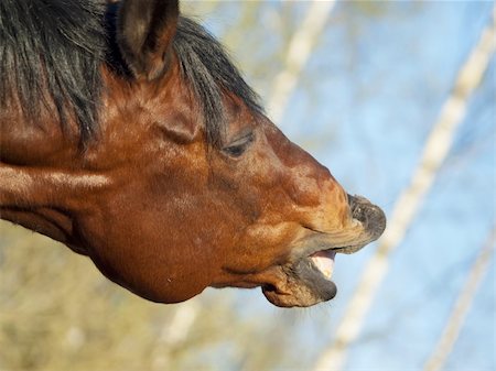 horse with a sense of humor outdoor sunny day Foto de stock - Royalty-Free Super Valor e Assinatura, Número: 400-04380644