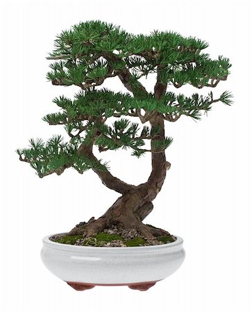 A small bonsai tree in a ceramic pot. Isolated on a white background. Stock Photo - Budget Royalty-Free & Subscription, Code: 400-04380795