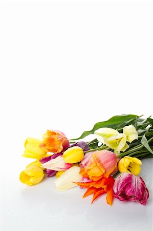 simsearch:400-07298791,k - Lovely spring colored tulips with water drops in a bouquet is displayed in white. Flowers lie on the surface and are reflected Stockbilder - Microstock & Abonnement, Bildnummer: 400-04380839