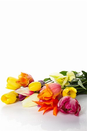simsearch:400-07298791,k - Lovely spring colored tulips with water drops in a bouquet is displayed in white. Flowers lie on the surface and are reflected Stockbilder - Microstock & Abonnement, Bildnummer: 400-04380840