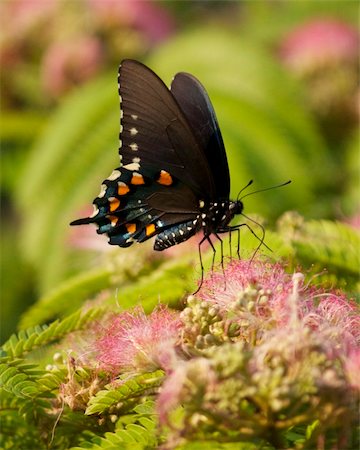 swallowtail butterfly - Close-up of a beautiful black, blue, and red butterfly feeding on a pink flower. Stock Photo - Budget Royalty-Free & Subscription, Code: 400-04380843