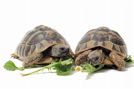 simsearch:400-06483204,k - Two Testudo hermanni tortoises eating on a white isolated background Photographie de stock - Aubaine LD & Abonnement, Code: 400-04381105