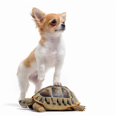 simsearch:400-06483204,k - portrait of a cute purebred  puppy chihuahua and turtle in front of white background Photographie de stock - Aubaine LD & Abonnement, Code: 400-04381103