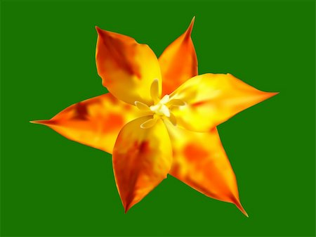 simsearch:400-05891971,k - Vector illustration of the orange star tulip flower Stock Photo - Budget Royalty-Free & Subscription, Code: 400-04381219
