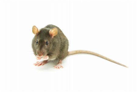 simsearch:400-04719873,k - gray rat  isolated on white background Stock Photo - Budget Royalty-Free & Subscription, Code: 400-04381338