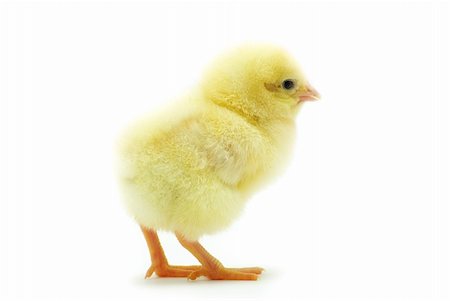 simsearch:400-05194519,k - Cute little baby chicken isolated on white background Foto de stock - Royalty-Free Super Valor e Assinatura, Número: 400-04381347