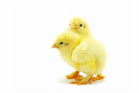 simsearch:400-05194519,k - Cute little baby chicken isolated on white background Foto de stock - Royalty-Free Super Valor e Assinatura, Número: 400-04381348