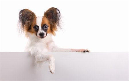 small cute dogs breeds - Young dog of breed papillon isolated on a white background Stock Photo - Budget Royalty-Free & Subscription, Code: 400-04381440