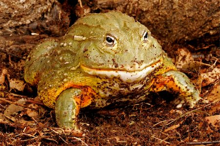 African Bullfrog or Pixie Frog (Pyxicephalus adsperus). Stockbilder - Microstock & Abonnement, Bildnummer: 400-04381625