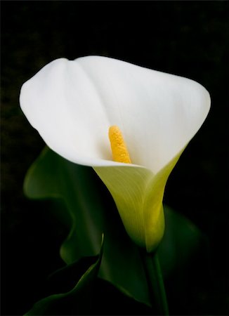 A white Calla in the morning sun Photographie de stock - Aubaine LD & Abonnement, Code: 400-04381628