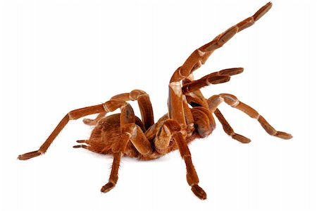 Goliath Bird Eater Tarantula. Stockbilder - Microstock & Abonnement, Bildnummer: 400-04381623