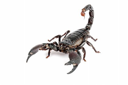 Emporer Scorpion. Stockbilder - Microstock & Abonnement, Bildnummer: 400-04381686