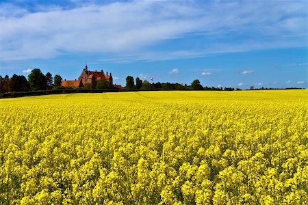 simsearch:400-04983141,k - An old Danish castle surrounded by canola fields Stock Photo - Budget Royalty-Free & Subscription, Code: 400-04382291