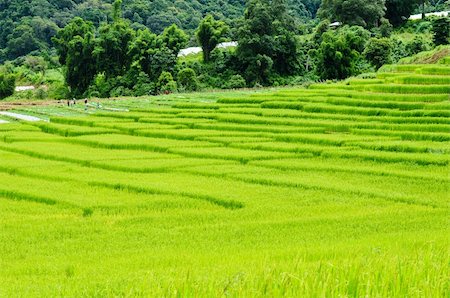 simsearch:400-05356570,k - Green rice field in Thailand Foto de stock - Super Valor sin royalties y Suscripción, Código: 400-04382872