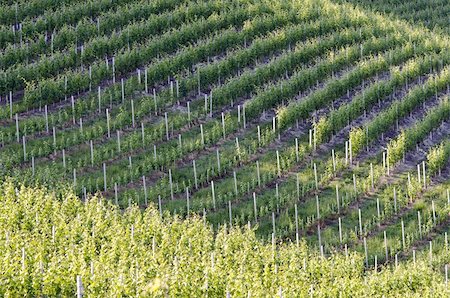 simsearch:400-04823439,k - a hill covered in grapevine in italian countryside Stockbilder - Microstock & Abonnement, Bildnummer: 400-04382974