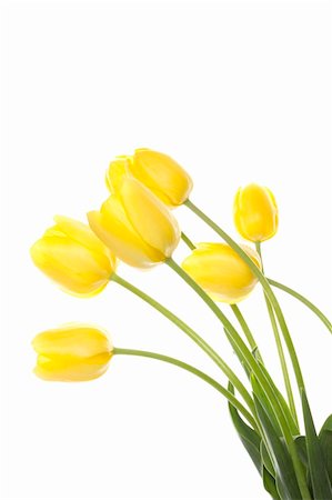 sunny_baby (artist) - Many beautiful yellow tulip in a bouquet is displayed in white Foto de stock - Royalty-Free Super Valor e Assinatura, Número: 400-04382984