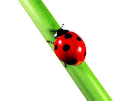 ladybug Stock Photo - Budget Royalty-Free & Subscription, Code: 400-04383895