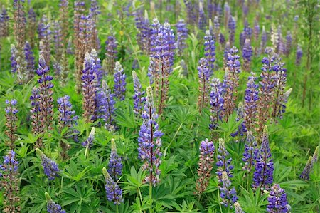 Background with lot of blue lupine flowers and green grass Stock Photo - Budget Royalty-Free & Subscription, Code: 400-04394102