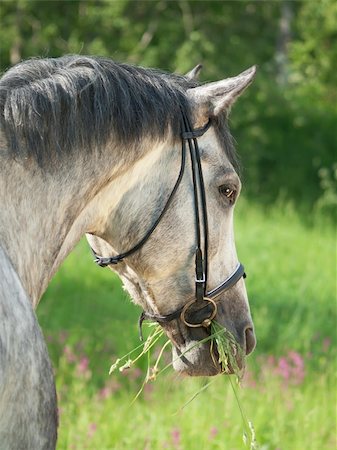 portrait of grey horse  outdoor sunny day Foto de stock - Super Valor sin royalties y Suscripción, Código: 400-04394113