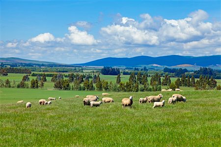 Image of sheep grazing in the fields of New Zealand Stock Photo - Budget Royalty-Free & Subscription, Code: 400-04394211