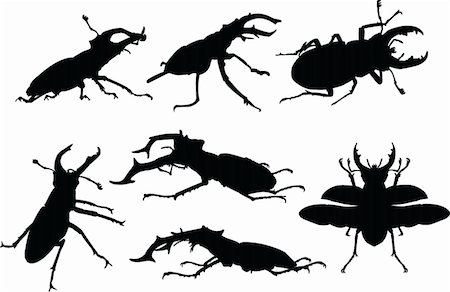 plate of insects - stag beetle collection - vector Stock Photo - Budget Royalty-Free & Subscription, Code: 400-04394229