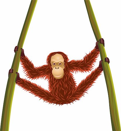 Orangutan hanging Stock Photo - Budget Royalty-Free & Subscription, Code: 400-04394261