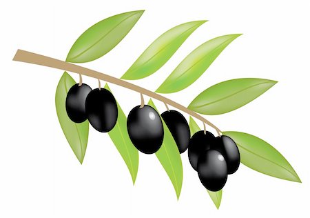 simsearch:400-04319110,k - Vector illustration of olive branch with olives Foto de stock - Royalty-Free Super Valor e Assinatura, Número: 400-04394413