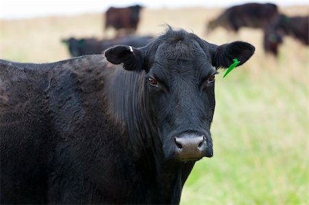 simsearch:400-07211148,k - A black female cow in a pasture Fotografie stock - Microstock e Abbonamento, Codice: 400-04394478