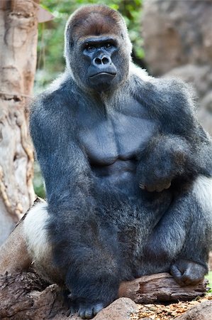 simiae - a big gorilla silver back male in the zoo Stockbilder - Microstock & Abonnement, Bildnummer: 400-04394526