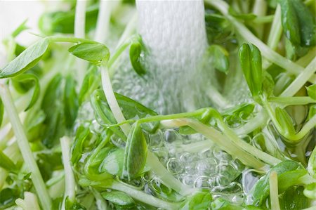 photo shoot for star - Fresh green sprouts being washed Stock Photo - Budget Royalty-Free & Subscription, Code: 400-04394522