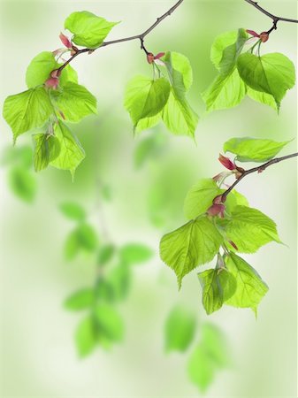 simsearch:400-04524191,k - Fresh leaves of lime in the green wood Stock Photo - Budget Royalty-Free & Subscription, Code: 400-04394744