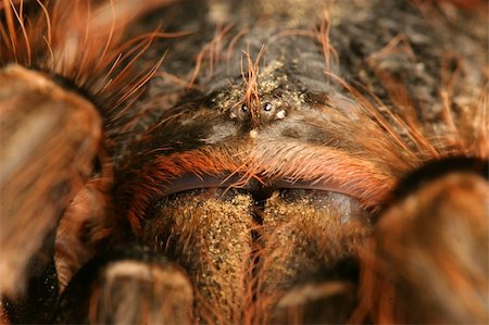 Nahaufnahme der Augen von einem brasilianischen rot Tarantula (Nhadu Carapoensis). Stockbilder - Microstock & Abonnement, Bildnummer: 400-04395044