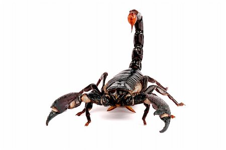 Emporer Scorpion. Stock Photo - Budget Royalty-Free & Subscription, Code: 400-04395047