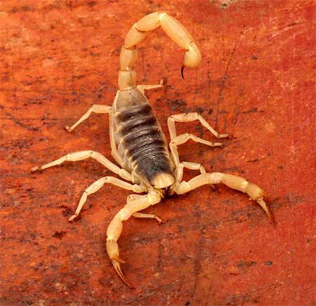 Desert Hairy Scorpion (Hadrurus arizonensis) with claws extended. Stock Photo - Budget Royalty-Free & Subscription, Code: 400-04395040