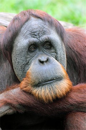 Orangutan looking pensive portrait Photographie de stock - Aubaine LD & Abonnement, Code: 400-04396230