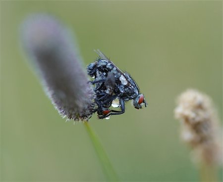 Detail (close-up) of the flies Foto de stock - Super Valor sin royalties y Suscripción, Código: 400-04396436