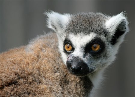 rhallam (artist) - Ring-tailed lemur 9 Stock Photo - Budget Royalty-Free & Subscription, Code: 400-04396605