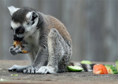 rhallam (artist) - Ring-tailed Lemur 3 animal Stock Photo - Budget Royalty-Free & Subscription, Code: 400-04396600