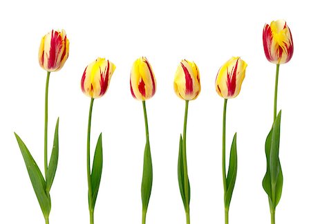 Set of  yellow and red tulips on a white background. Stock Photo - Budget Royalty-Free & Subscription, Code: 400-04396731