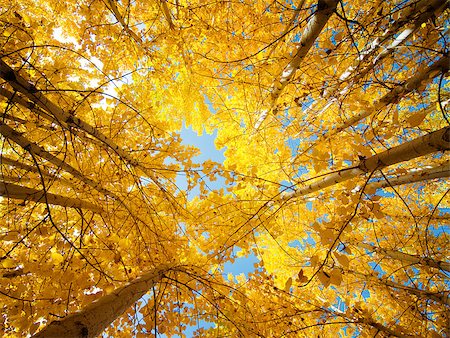 simsearch:846-03166119,k - Upward view of Fall Aspen Trees Stock Photo - Budget Royalty-Free & Subscription, Code: 400-04397084