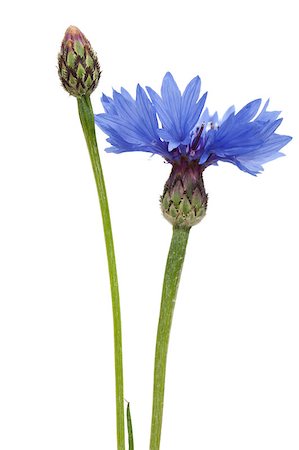 single blossom cornflower and bud on stem Stock Photo - Budget Royalty-Free & Subscription, Code: 400-04397382