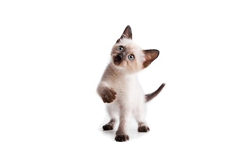 simsearch:400-07250071,k - Funny playful siamese kitten on white background Foto de stock - Super Valor sin royalties y Suscripción, Código: 400-04397508