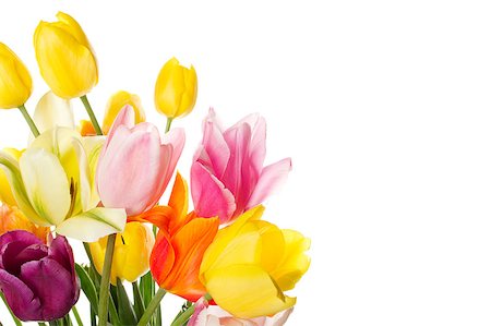 simsearch:400-07298791,k - Many beautiful colored tulip with water drops in a bouquet. Isolated on white background Stockbilder - Microstock & Abonnement, Bildnummer: 400-04397534