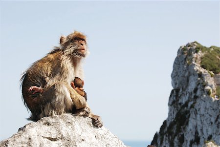 simsearch:862-07909951,k - A mother ape sitting with its child on a rock in Gibraltar (UK) and is breastfeeding the small one. Apes are our early ancestors. Photographie de stock - Aubaine LD & Abonnement, Code: 400-04397531