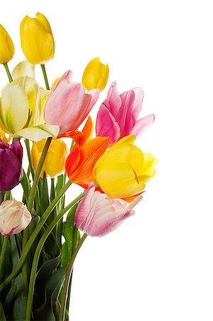 simsearch:400-07298791,k - Many beautiful colored tulip with water drops in a bouquet. Isolated on white background Stockbilder - Microstock & Abonnement, Bildnummer: 400-04397533