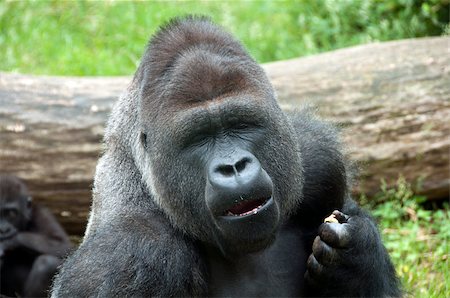 A male Gorilla in the Burgers Zoo in Holland Stock Photo - Budget Royalty-Free & Subscription, Code: 400-04397704