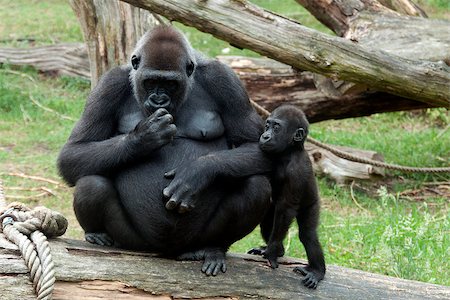 young baby gorilla and mother Stockbilder - Microstock & Abonnement, Bildnummer: 400-04397703