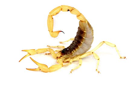 Desert Hairy Scorpion (Hadrurus arizonensis). Stockbilder - Microstock & Abonnement, Bildnummer: 400-04397932