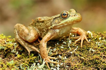 Frog sitting on mossy tree branch in natural environment. Stockbilder - Microstock & Abonnement, Bildnummer: 400-04397933